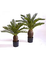 Пальма Цикас зеленая 65 и 70 см