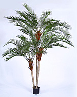 Финиковая пальма трехствольная