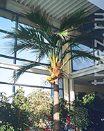 Гигантская кокосовая пальма