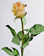 Роза Изабель св.персиковая 76 см