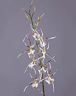 Орхидея Брассия белая с бордо