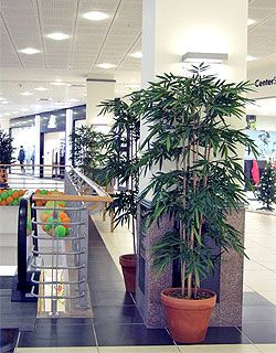 искусственные деревья в торговых центрах